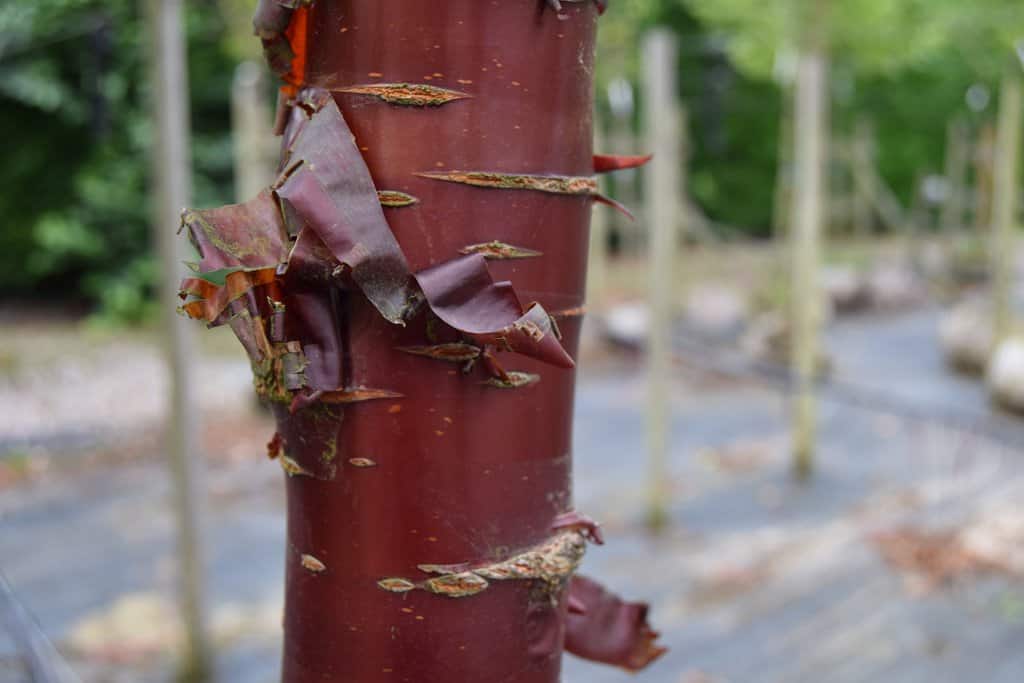 Prunus serrula 250-300 cm